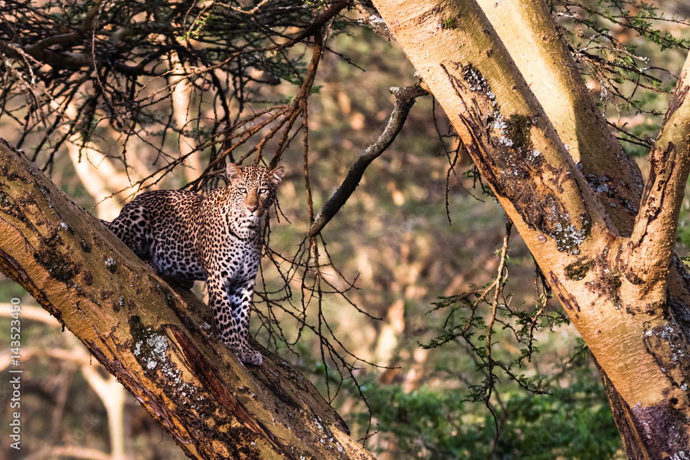 Fototapeta premium Leopard hiding on the tree. Nakuru, Kenya