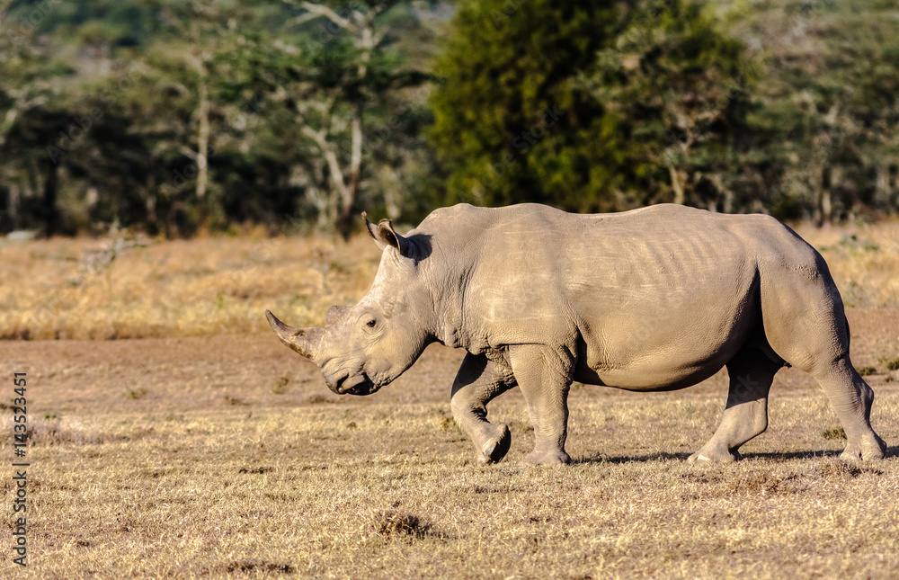 Obraz premium Large white rhino in savannah. Nakuru, Kenya