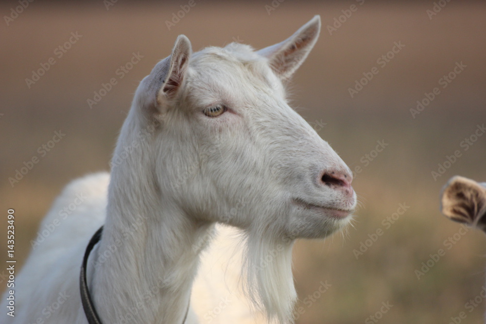 white goat walking a green meadow pasture