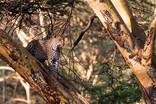 Leopard hiding on the tree. Nakuru, Africa