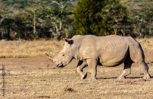 Large white rhino in savannah. Nakuru, Kenya 