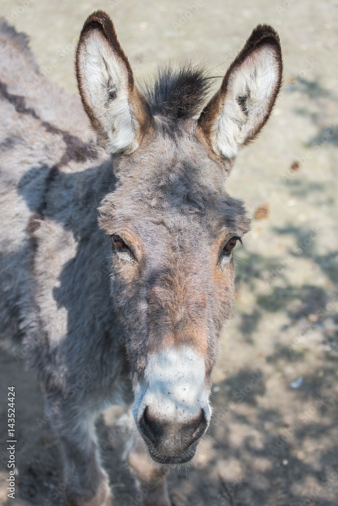 Donkey, head