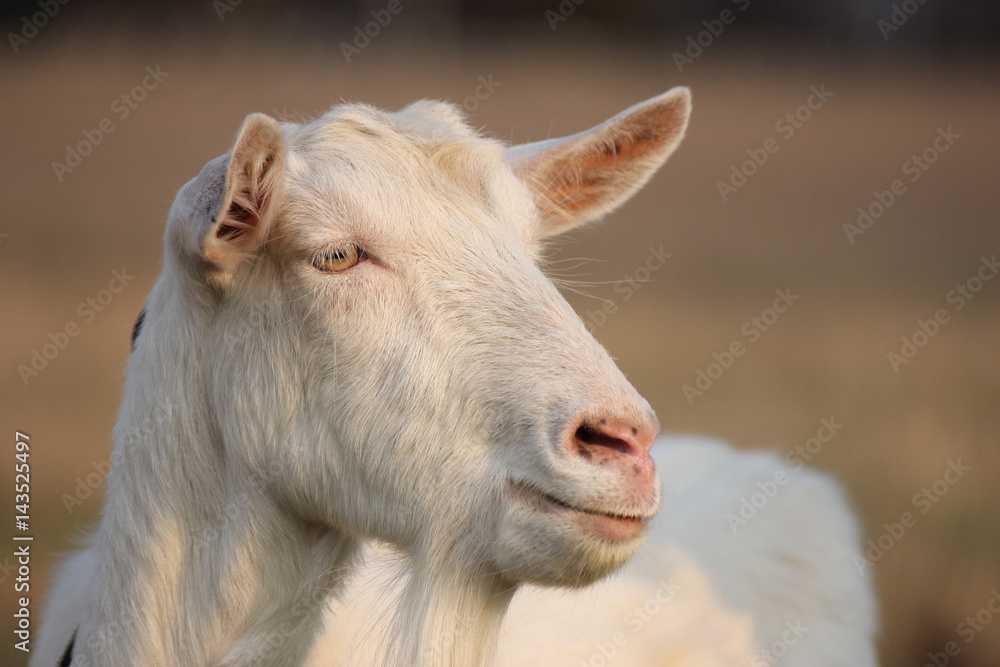 white goat walking a green meadow pasture white goat walking a green meadow pasture