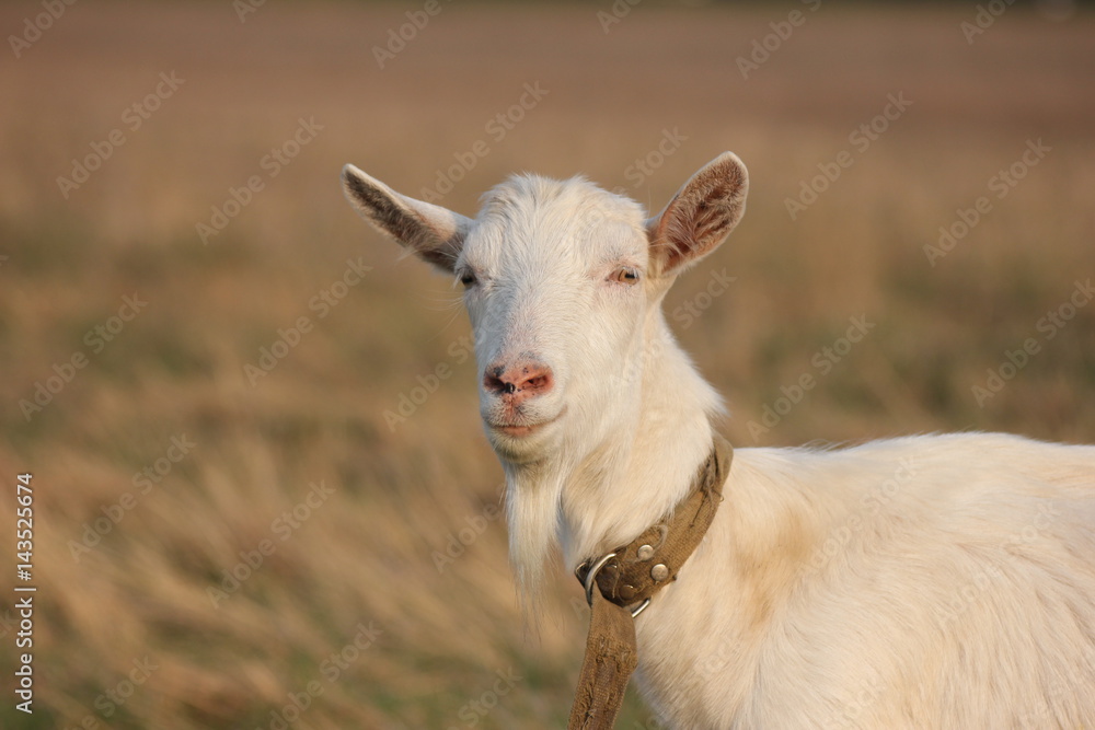 Obraz premium white goat walking a green meadow pasture