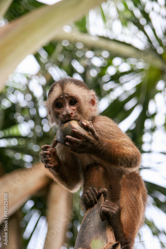 Little monkey on the tree
