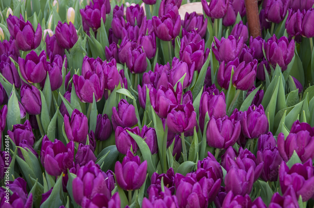 Blumenzwiebel Frühling Ausstellung Blumenzwiebel Frühling Ausstellung