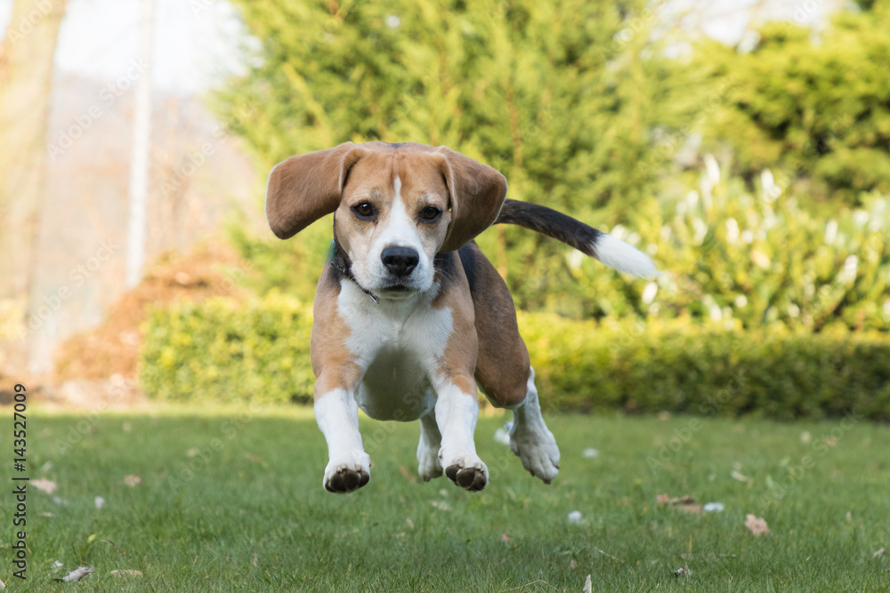 Beagle rennt im Garten