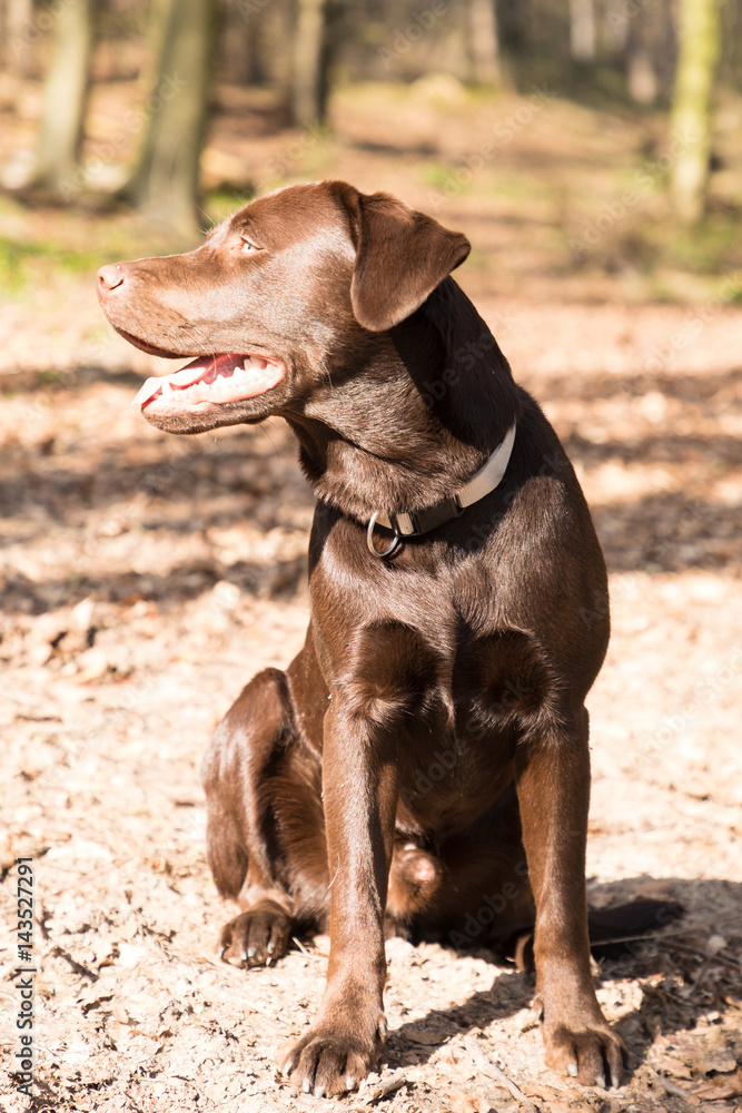 Labrador sitzt im Wald in der Sonne Labrador sitzt im Wald in der Sonne