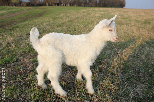 white goat walking a green meadow pasture