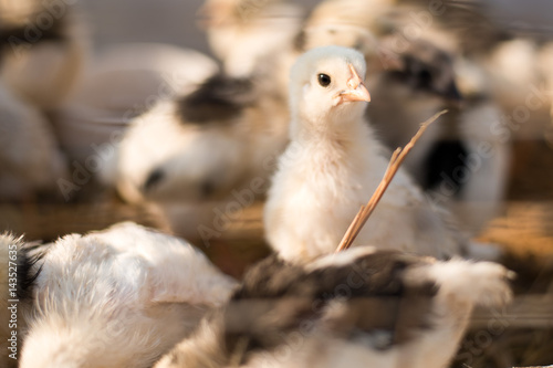 newly hatched chicks