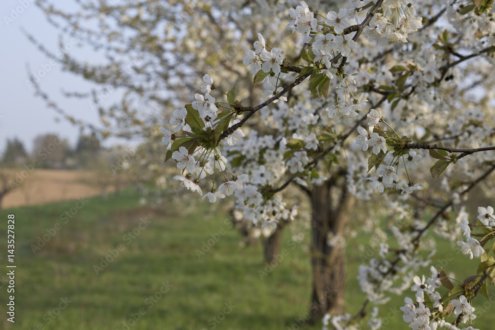 weiß blühende Kirschbäume auf Streuobstwiese am Feldrand