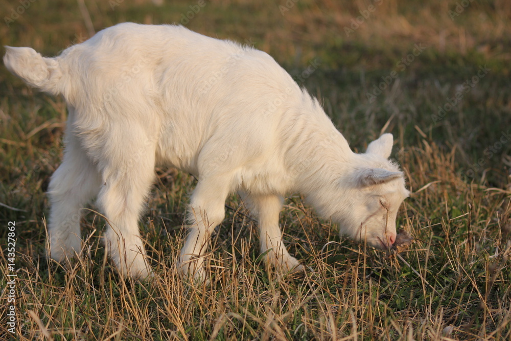white goat walking a green meadow pasture white goat walking a green meadow pasture