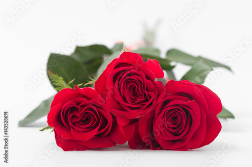 Red roses on a white background. Isolate