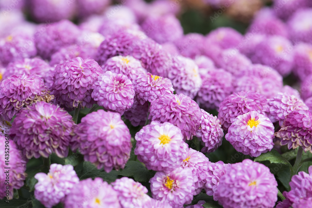 Beautiful pink chrysanthemum flowers background Beautiful pink chrysanthemum flowers background