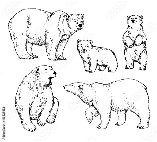 set of isolated hand drawn polar bear contours