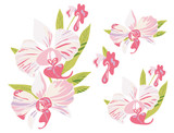 Orchid, set of vector illustrations of the  blossoms of the tropical, exotic flowers. Floral collection