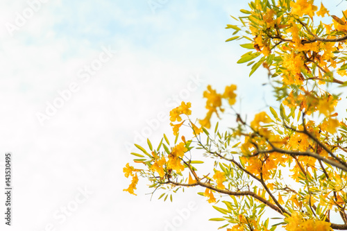 Yellow tabebuia flower blossom background