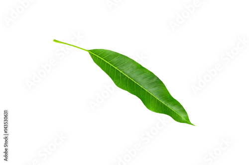 Mango leaves isolated on white background.