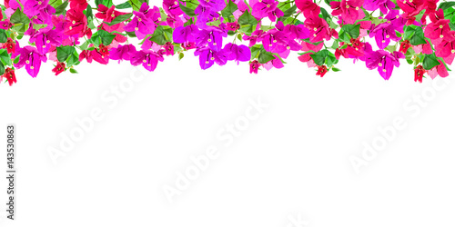 Bougainvillea flower frame on white background ,Provincial flower of phuket thailand.