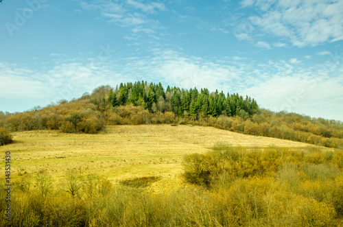 Spring landscape, coniferous forest on a green lawn background