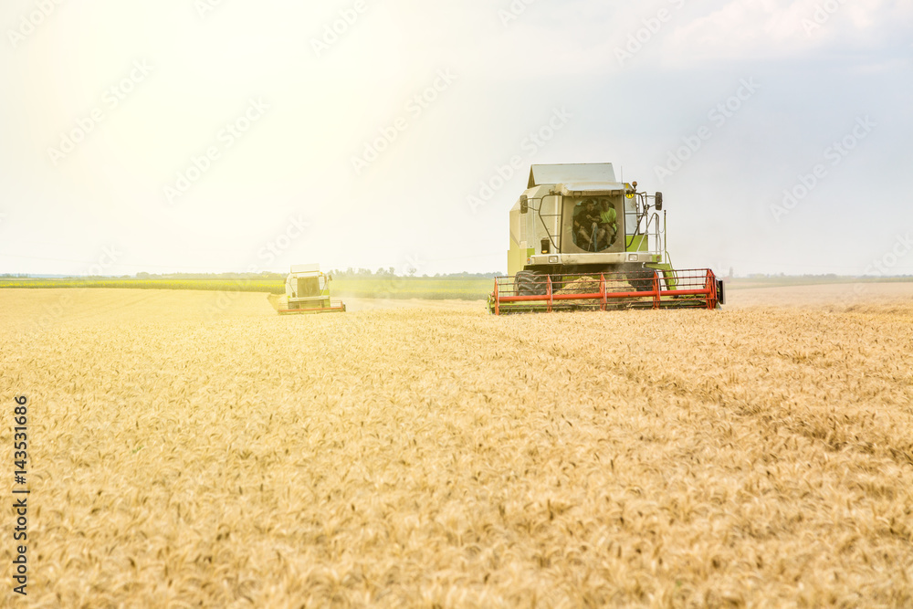 Obraz premium Combine harvester in action on wheat field. Harvesting is the process of gathering a ripe crop from the fields.