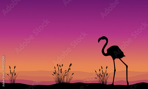 Collection stock flamingo silhouette scenery