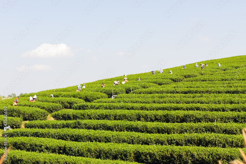 wide shot worker picking the organic green tea farm