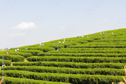 wide shot worker picking the organic green tea farm