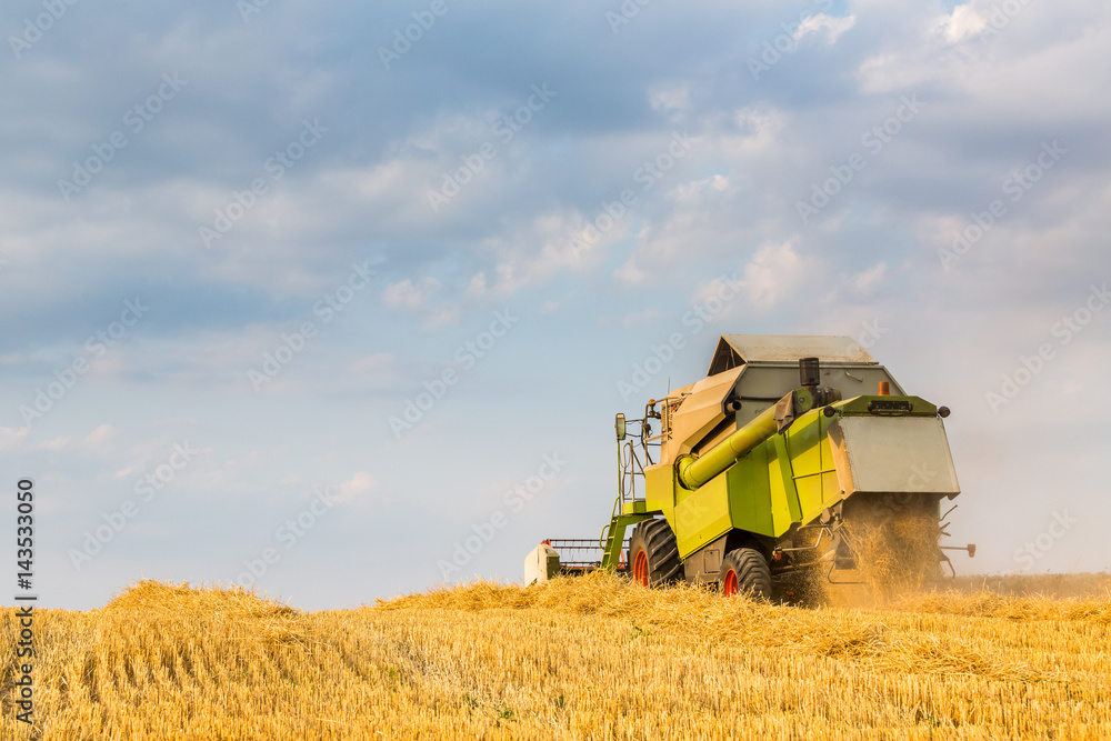 Fototapeta premium Combine harvester in action on wheat field. Harvesting is the process of gathering a ripe crop from the fields.