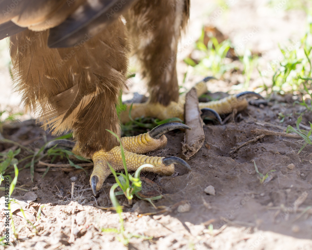 Obraz premium Eagle's feet on the ground