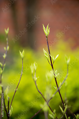 Branches in the spring with blossoming leaves