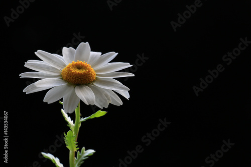 Japanese north pole flower on black