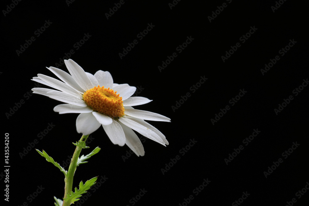 Obraz premium Japanese north pole flower on black #2