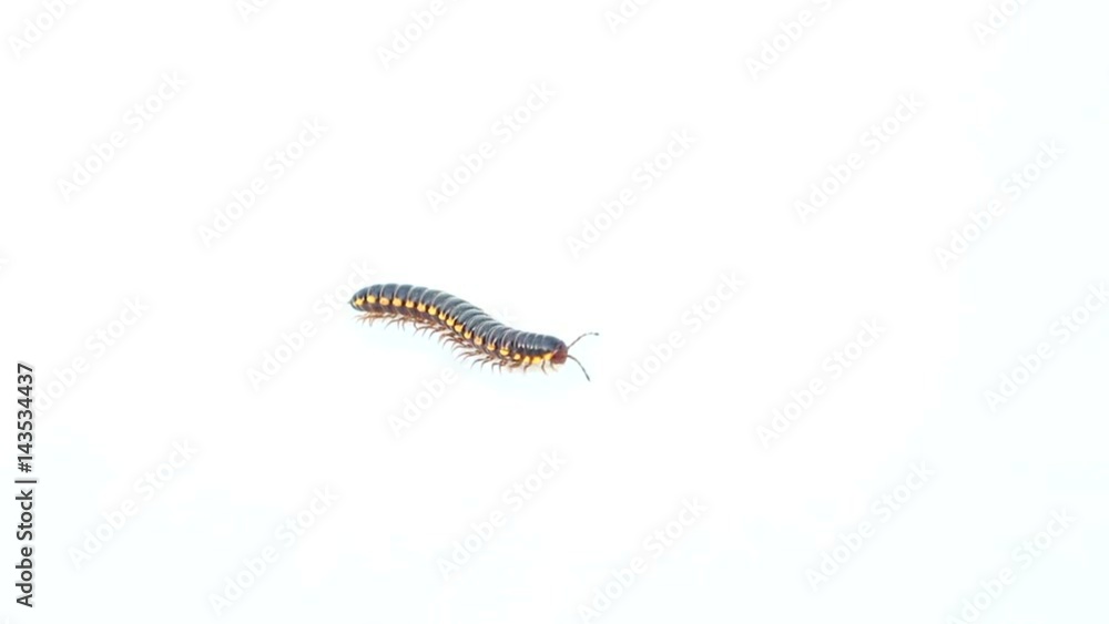millipede on isolated white millipede on isolated white