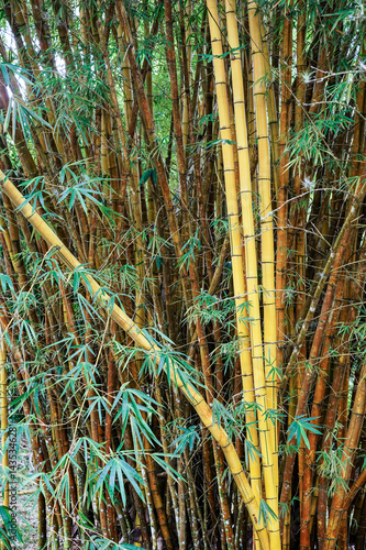 Fototapeta Naklejka Na Ścianę i Meble -  green yellow bamboo bush