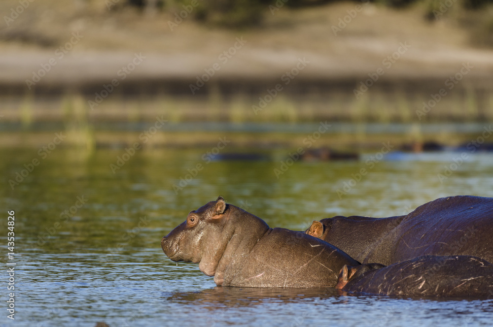 Common hippopotamus or hippo (Hippopotamus amphibius). Botswana Common hippopotamus or hippo (Hippopotamus amphibius). Botswana