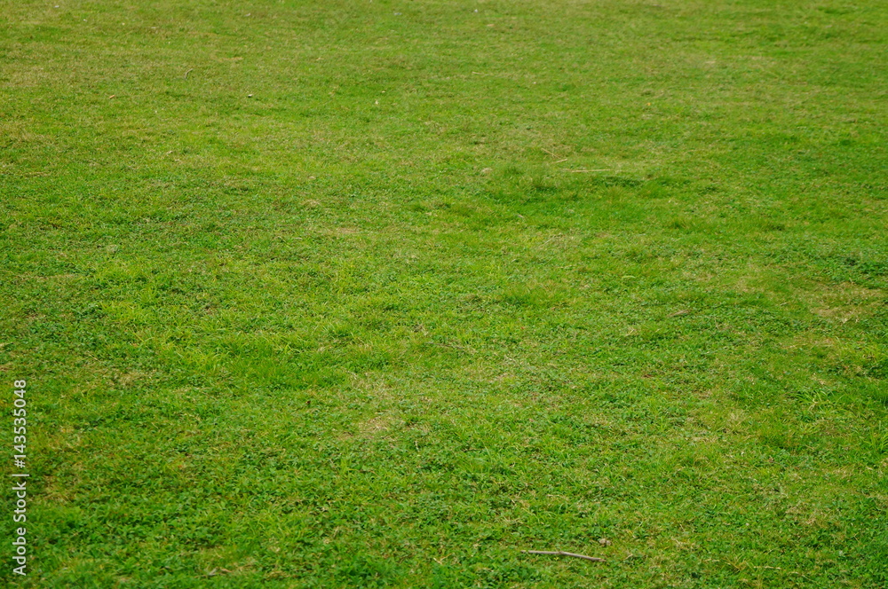 A close-up of the green lawn A close-up of the green lawn