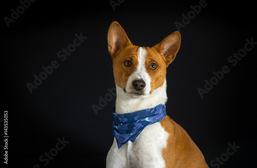Portrait of stylish basenji dog male wearing blue kerchief