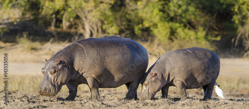 Photo Common hippopotamus or hippo (Hippopotamus amphibius). Botswana