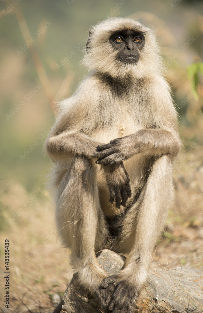 Obraz premium Langur monkey
