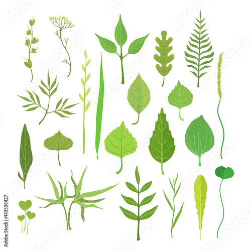 Fresh green leaves from trees, shrubs and grass set for label design. Nature and ecology, cartoon detailed colorful illustration