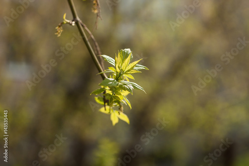 Blossoming maple leaves