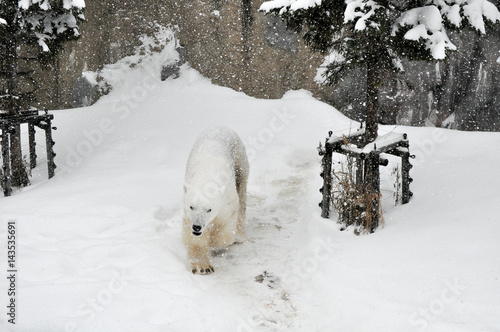 Polar bear photo