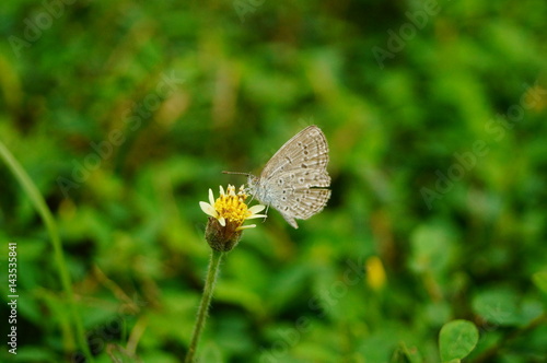 A little butterfly on the flowers © feng67