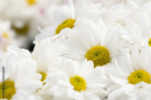 Beautiful white chrysanthemum flowers background © Saichol