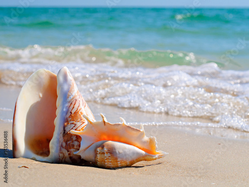 Seashell in the sand on the background of beach and sea © domaskina