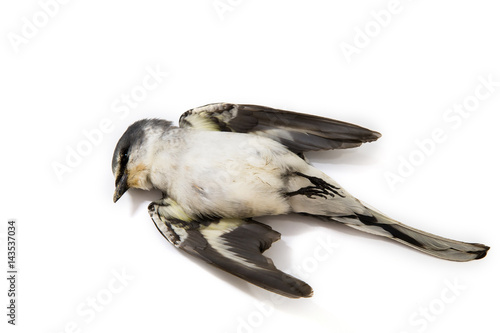 Bild auf Leinwand Dead bird background in nature, isolated dead bird on white.
