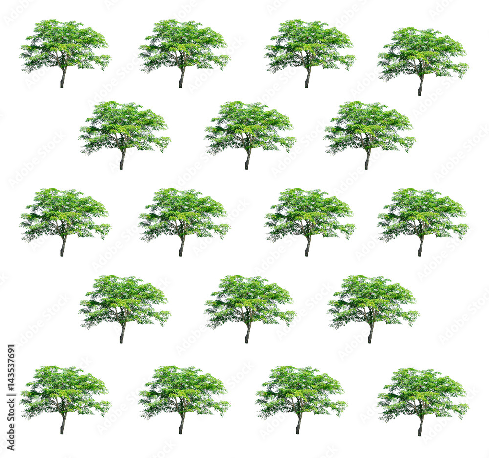 Fototapeta premium Isolated Trees on white background , The collection of trees.