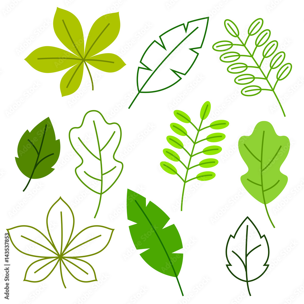 Set of stylized green leaves. Spring or summer foliage
