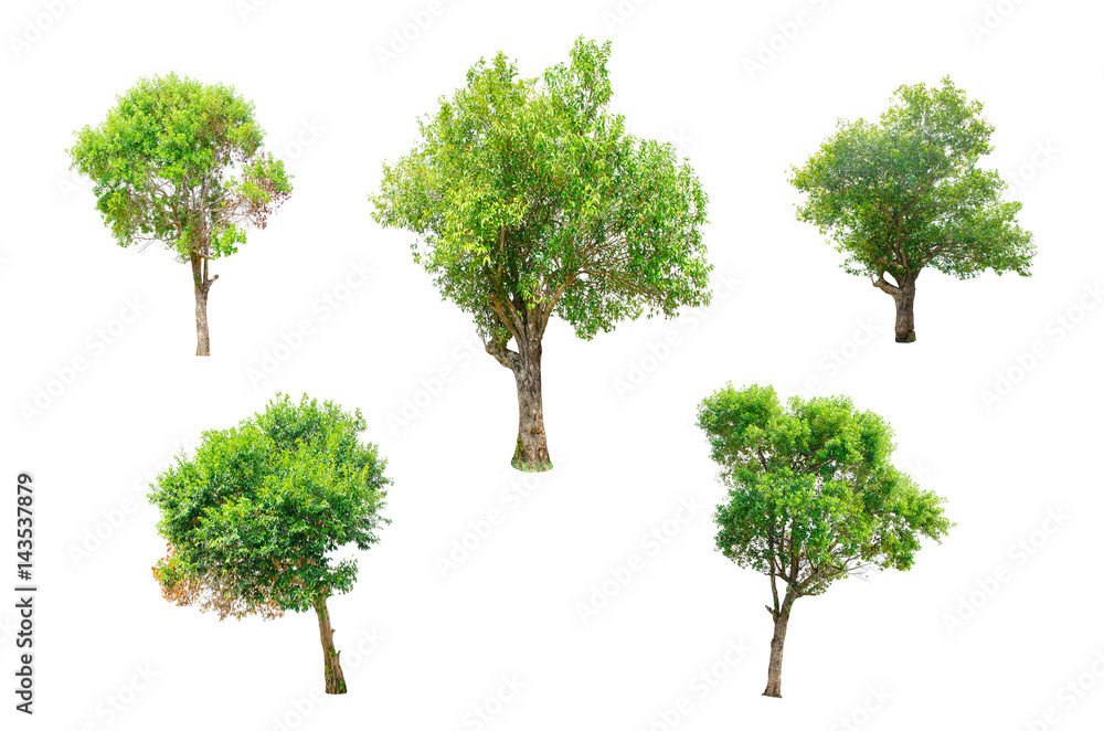 Isolated Trees on white background , The collection of trees. Stock ...